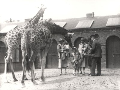 Giraffes and Visitors at ZSL London Zoo, July 1926 by Frederick William Bond
